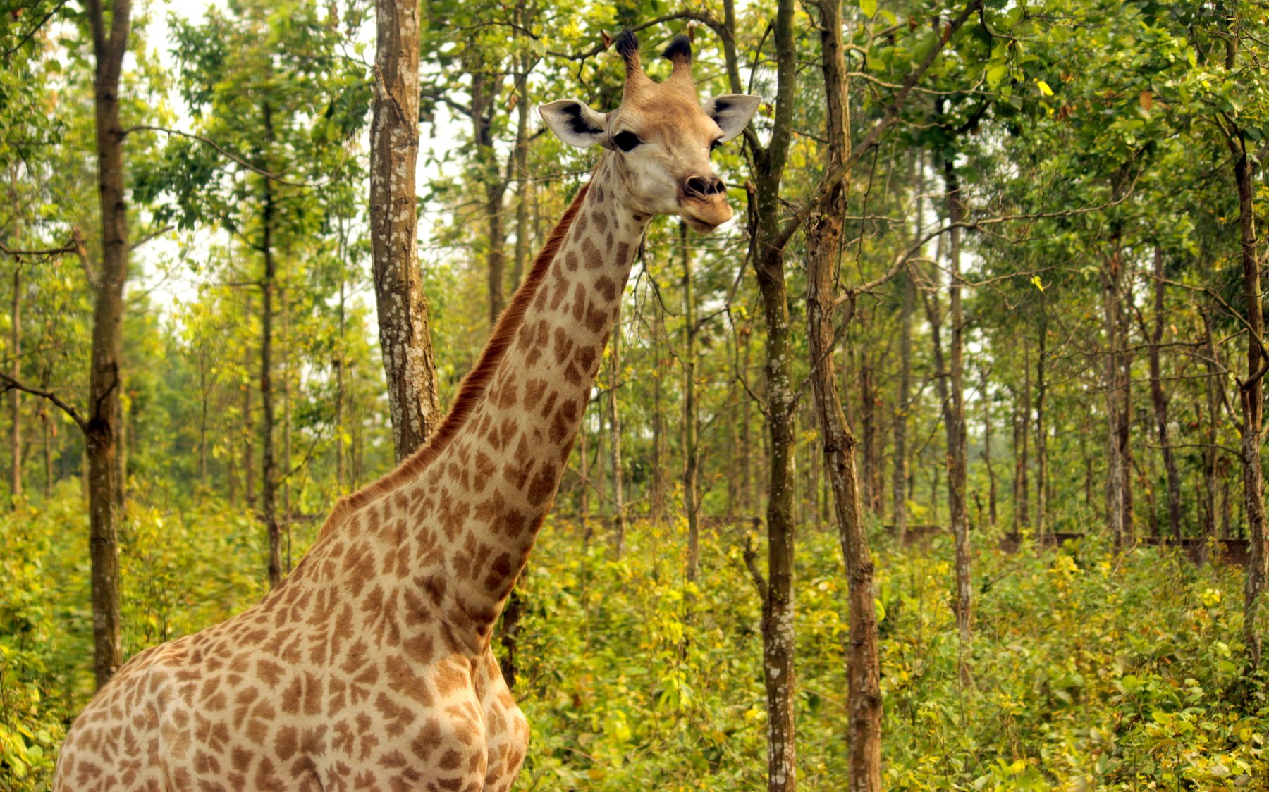 Safari Park